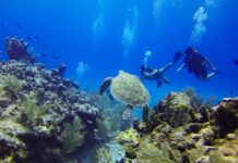 Immersioni alle Canarie: dove andare, quando partire e migliori isole per fare diving