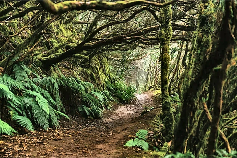 Sentiero di laurisilva nella foresta di Anaga, Tenerife