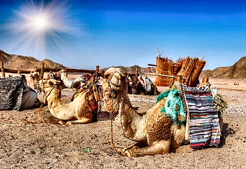 Dromedari nella zona vulcanica di Lanzarote