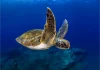 Snorkeling e diving a Tenerife: zone migliori, livelli e consigli per il mare