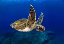 Snorkeling e diving a Tenerife: zone migliori, livelli e consigli per il mare