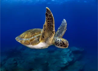 Snorkeling e diving a Tenerife: zone migliori, livelli e consigli per il mare