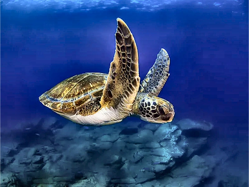 Immersione Tenerife