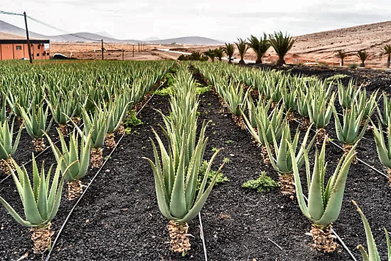 Piantagione di aloe vera a Tiscamanita, Fuerteventura