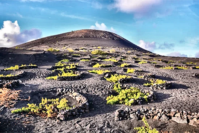 Viti coltivate nella cenere vulcanica di Lanzarote