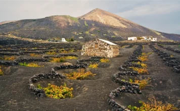 La Geria a Lanzarote: itinerario tra vigneti vulcanici, cantine e paesaggi unici