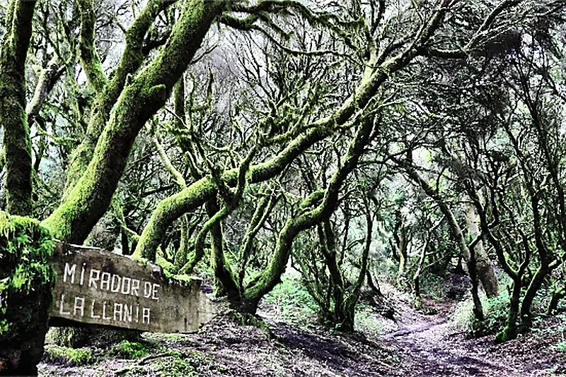 Alberi e muschi nelle zone umide di El Hierro