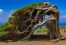 El Sabinar e La Dehesa a El Hierro: come visitare il paesaggio più iconico dell’isola
