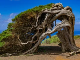 El Sabinar e La Dehesa a El Hierro: come visitare il paesaggio più iconico dell’isola