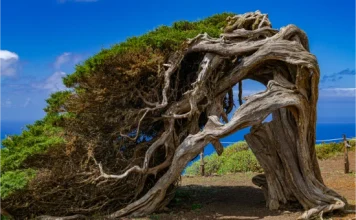 El Sabinar e La Dehesa a El Hierro: come visitare il paesaggio più iconico dell’isola