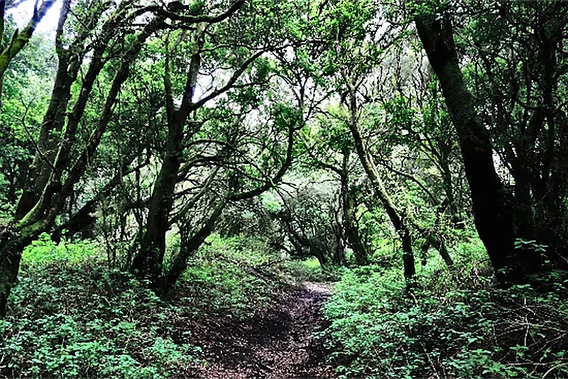 Paesaggio boschivo selvaggio di El Hierro